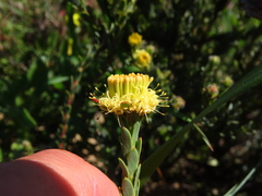 Leucadendron thymifolium