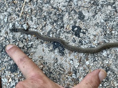 Macroprotodon brevis ibericus