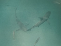 Carcharhinus