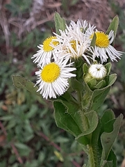 Erigeron strigosus