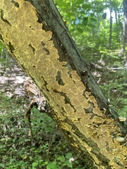 Stereum gausapatum