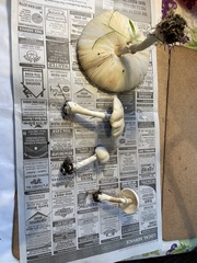 Leucoagaricus leucothites