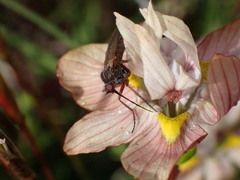 Empidoidea