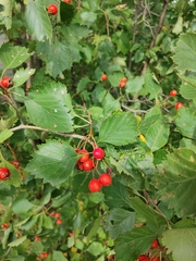 Crataegus chrysocarpa