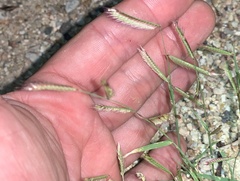 Bouteloua barbata barbata