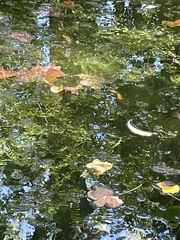 Lithobates catesbeianus