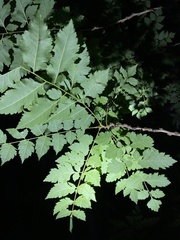 Koelreuteria paniculata