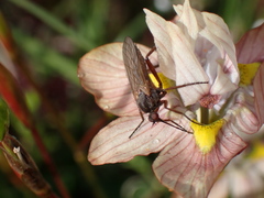 Empidoidea