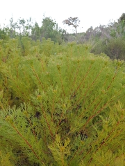 Serruria foeniculacea