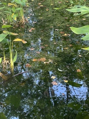 Lithobates catesbeianus