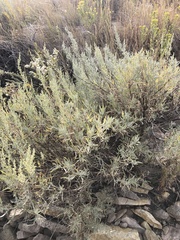 Artemisia cana