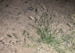 Bouteloua barbata barbata