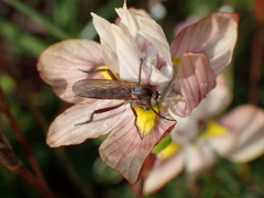 Empidoidea