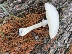 Leucoagaricus leucothites