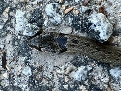 Macroprotodon brevis ibericus