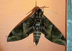 Eumorpha triangulum