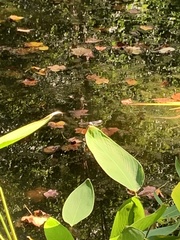 Lithobates catesbeianus