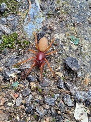 Dysdera crocata