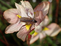 Empidoidea
