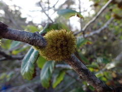 Plenogemma phyllantha
