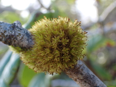 Plenogemma phyllantha