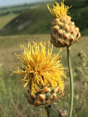 Centaurea orientalis