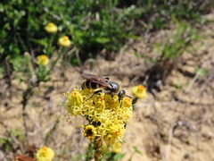 Campsomerinae