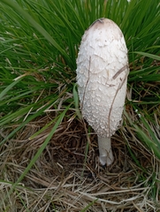 Coprinus comatus
