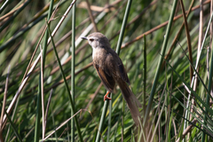 Prinia subflava