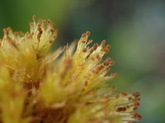 Plenogemma phyllantha