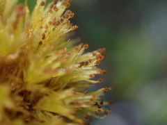 Plenogemma phyllantha