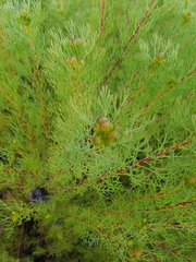 Serruria foeniculacea