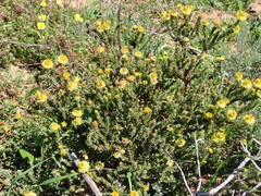 Leucadendron thymifolium