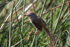 Prinia subflava