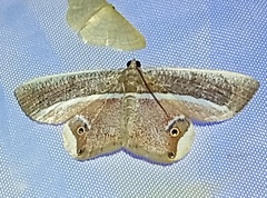 Opisthoxia