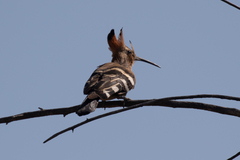 Upupa epops africana