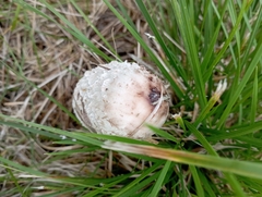 Coprinus comatus
