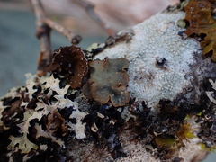 Lobarina scrobiculata