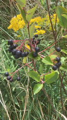 Aronia melanocarpa