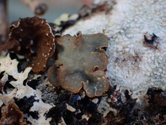 Lobarina scrobiculata