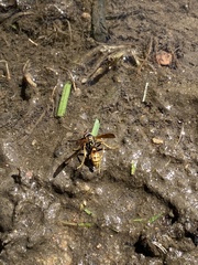 Mischocyttarus flavitarsis