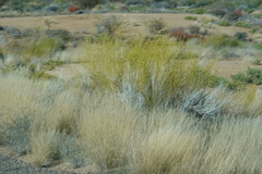 Monechma spartioides