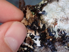 Lobarina scrobiculata