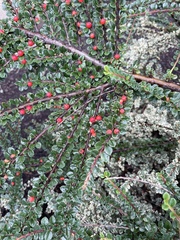Cotoneaster horizontalis