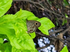 Satyrinae