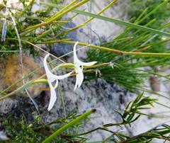 Disa bifida