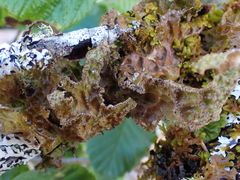 Lobaria pulmonaria