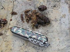 Mammalia
