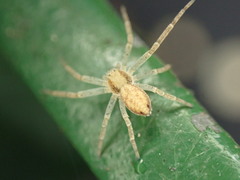 Philodromus