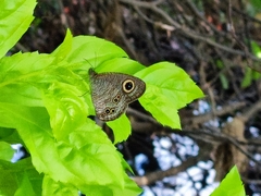 Satyrinae